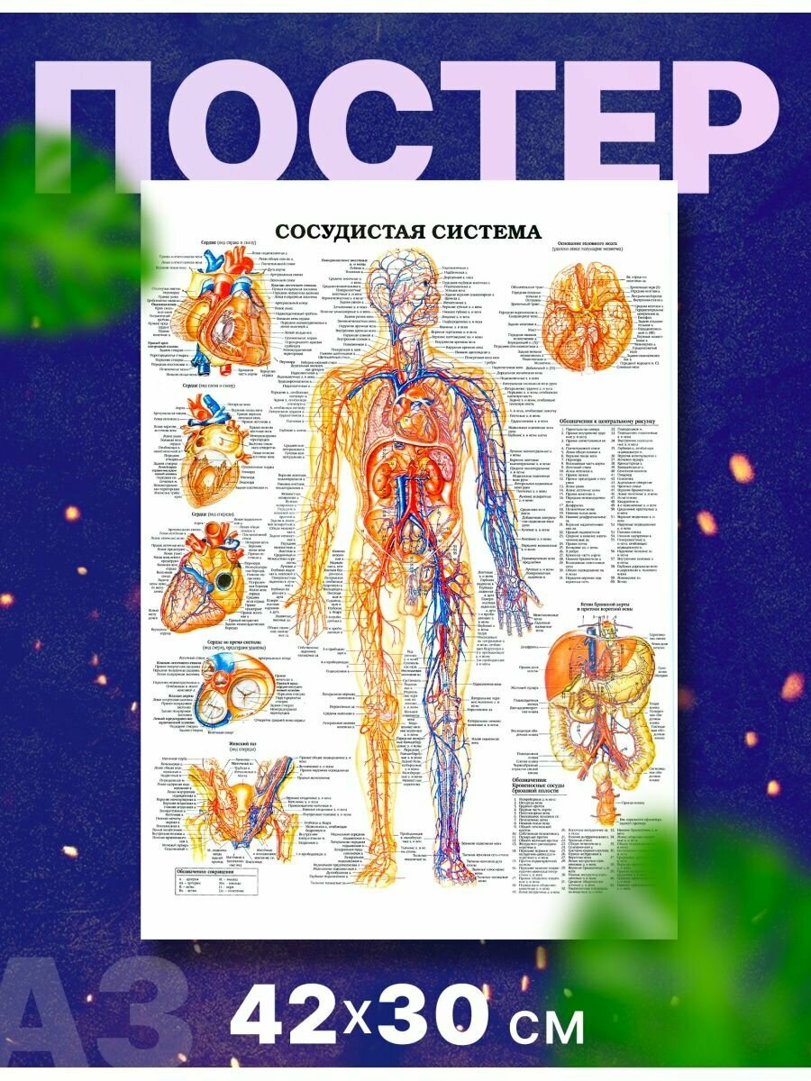 Постер плакат "Анатомия человека", А3,42х30 см