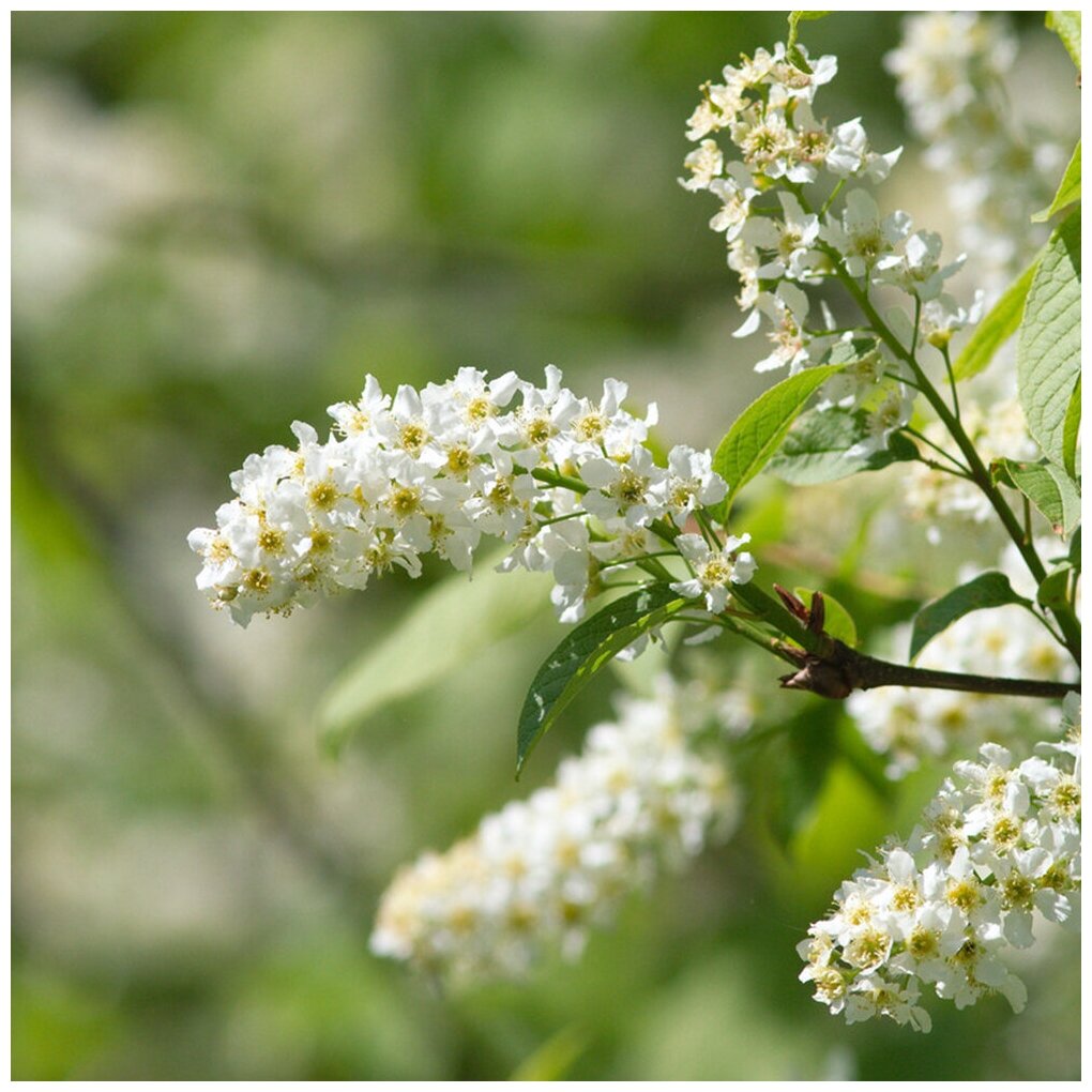 Семена Черемуха обыкновенная, Черёмуха кистевая (лат. Prunus padus) 30шт Комплект х2 распродажа! + подарок