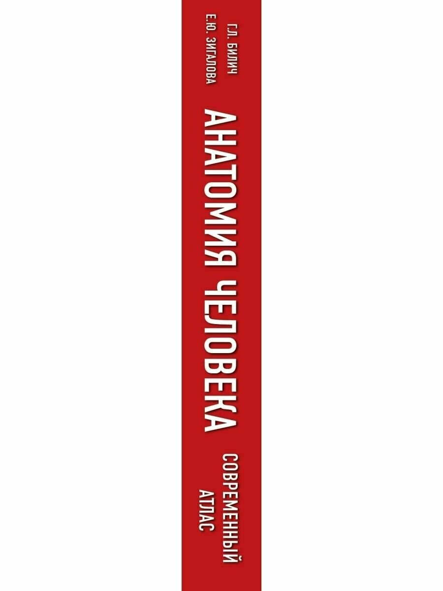 Анатомия человека. Современный атлас с подробными иллюстрациями - фото №19