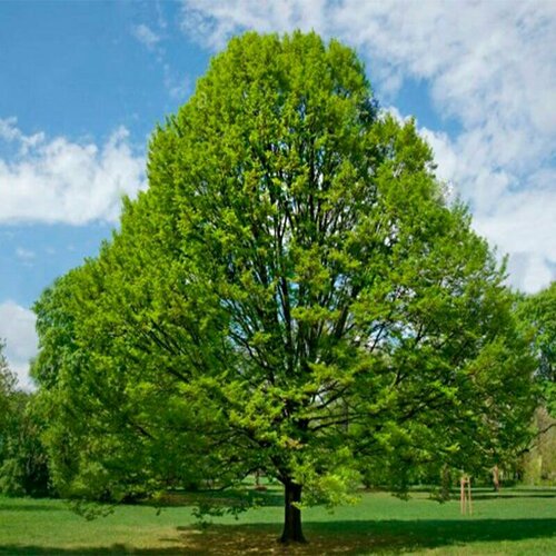 Граб Европейский (лат. Carpinus betulus) семена 25шт + подарочек паслен желтый лат solanum villosum семена 25шт подарочек