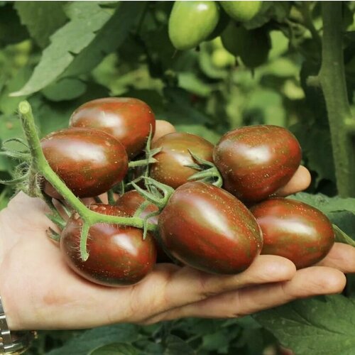 Томат Черри Negro (лат. Solanum lycopersicum) семена 10шт + подарочные семена