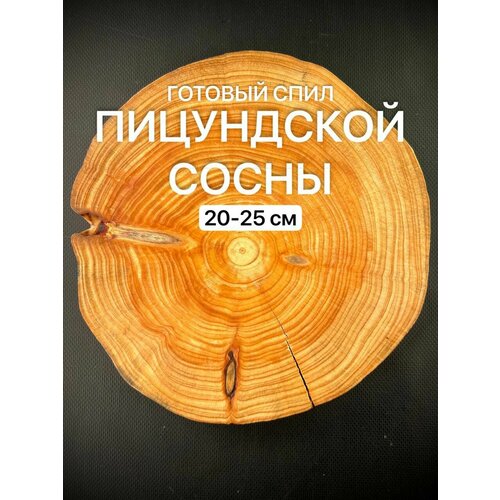 Готовый спил Пицундской Сосны 20-25см 1шт шишки пицундской сосны 10 шт