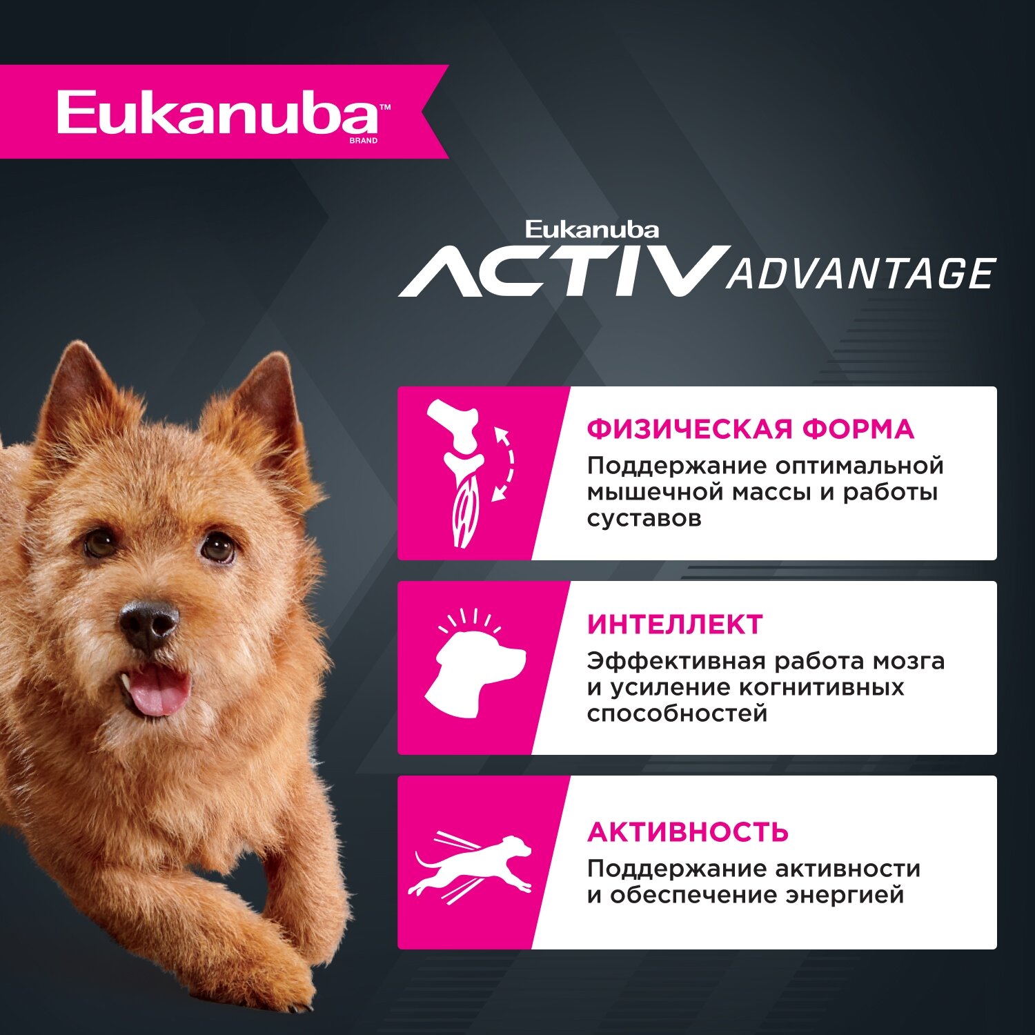 Сухой корм для собак Eukanuba Adult Small Breed для мелких пород , 3 кг — фото 1