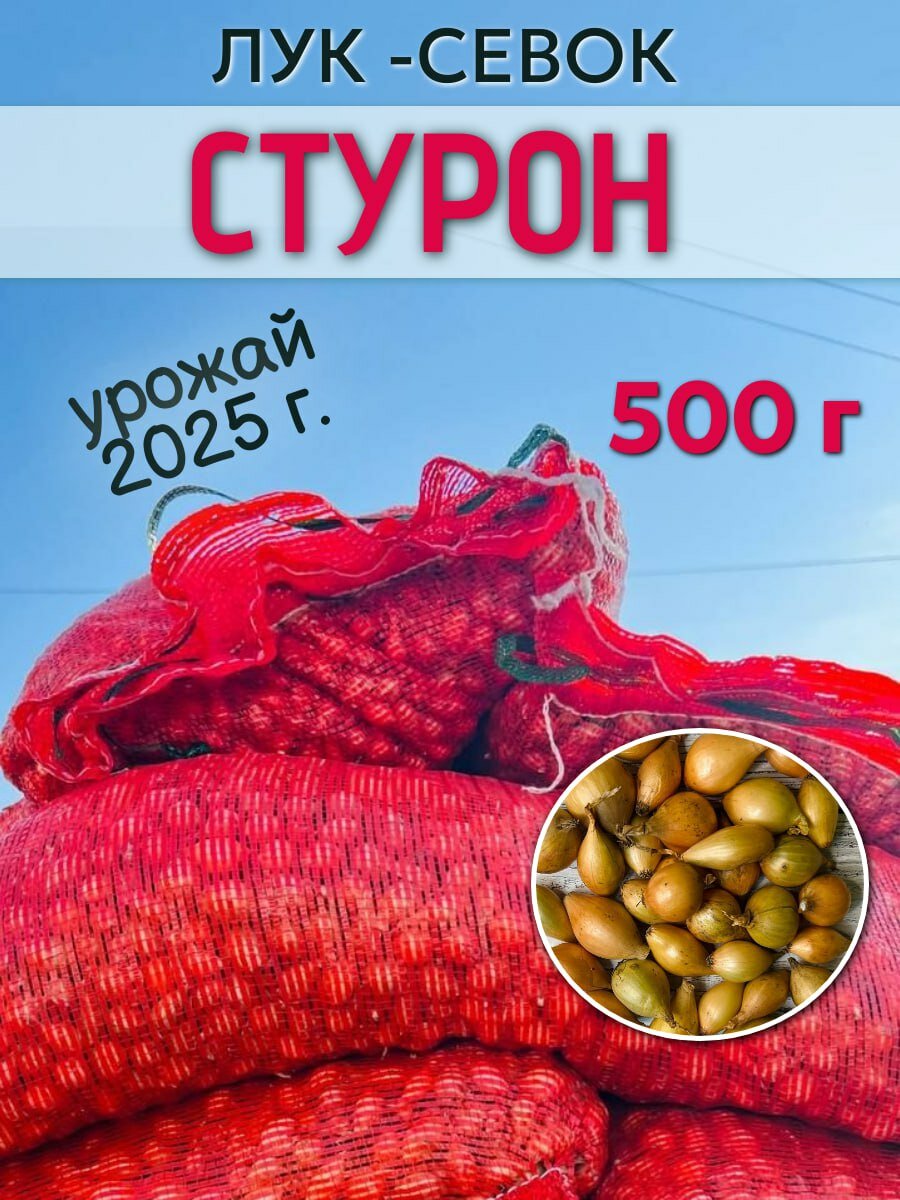 Лук севок Стурон для посадки осенью под зиму500 гр