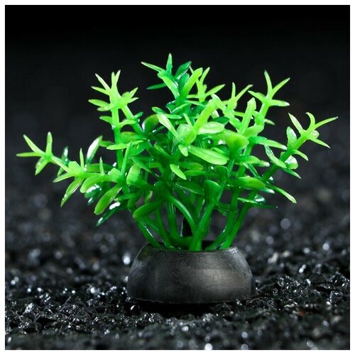 Растение искусственное аквариумное, 5 см, зелёное(10 шт.) растение искусственное аквариумное 4 х 20 см фиолетовое 1 шт