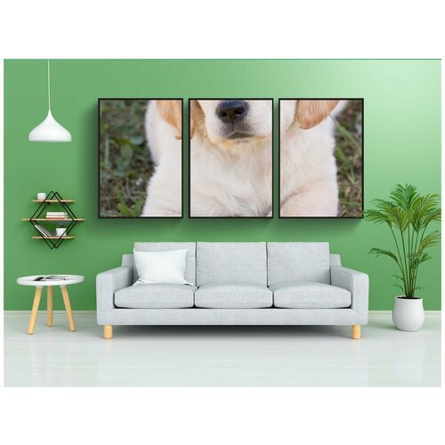 фото Набор модулных постеров для интерьера "собака, щенок, золотистый ретривер" 60x90 см. в тубусе, без рамки lotsprints