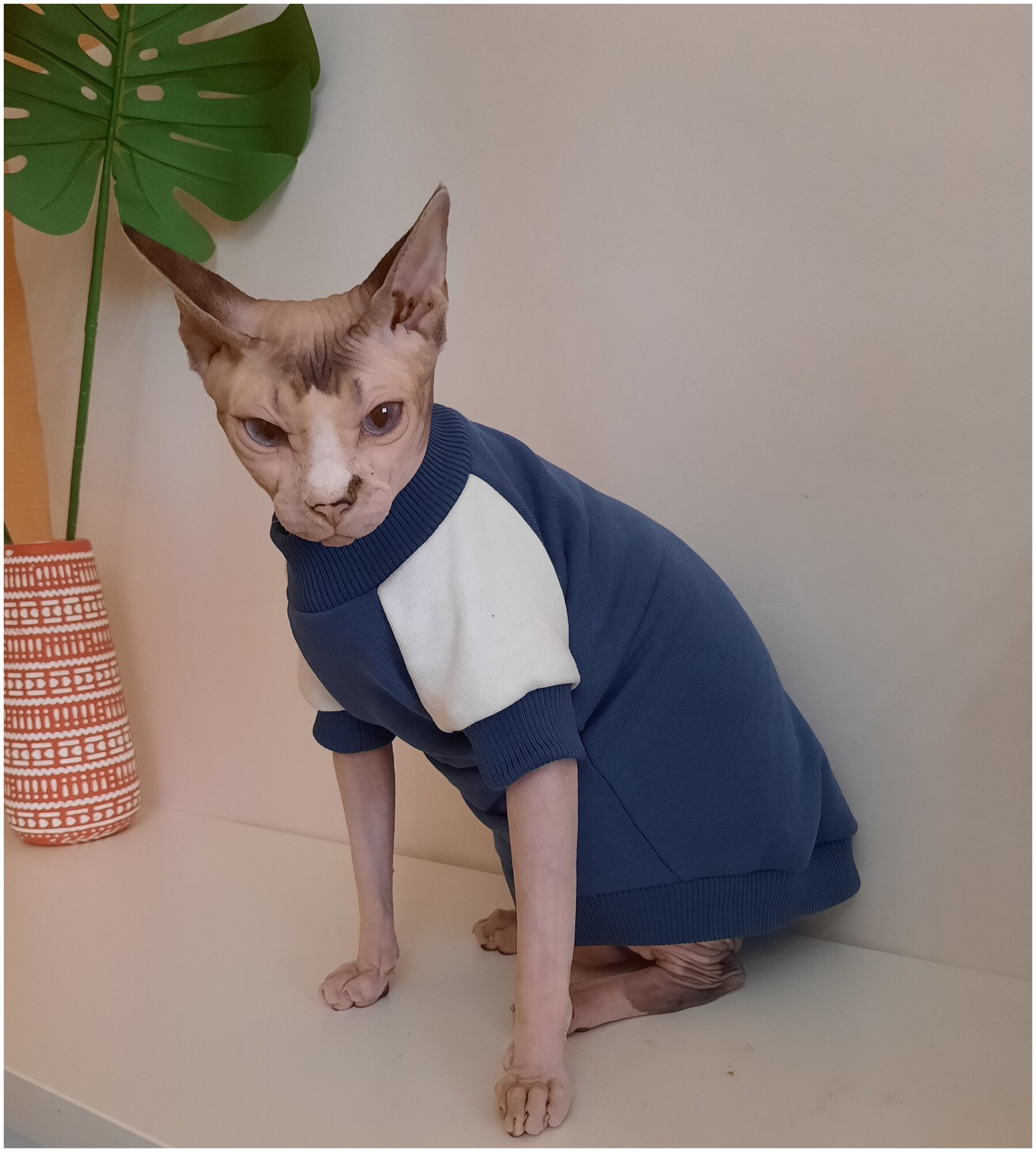 Свитшот для кошек, размер 35 (длина спины 35см), цвет индиго+молочный/для сфинксов/сфинкс/одежда для кошек/кофта для кошек/свитер для кошек - фотография № 3