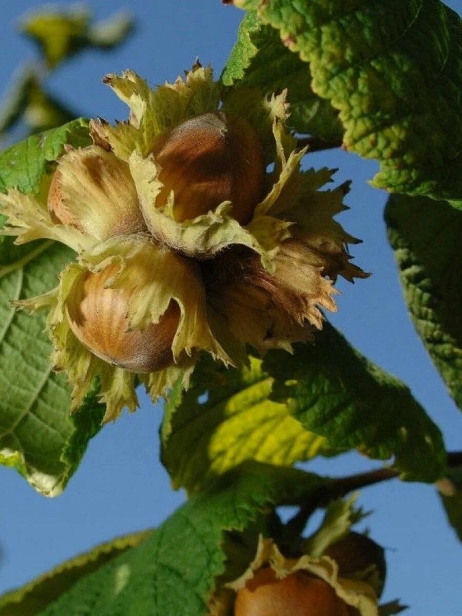 Семена Орех фундук Трапезунд (Corylus avellana Trapezund) 10 штук