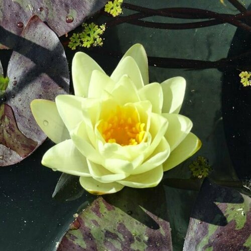 Растение для пруда Водяная нимфея Marliacea Chromatella желтая, корневище