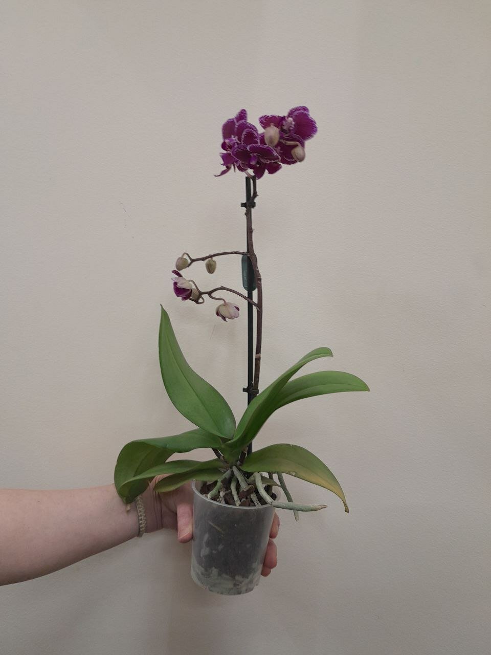 "Орхидея Mimesis Фаленопсис" 1 стебель 9 см