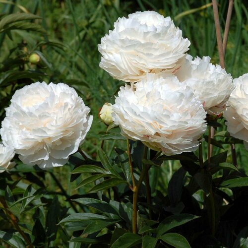 Семена Пион Соланж 3 шт. 1 упаковка