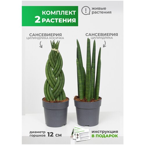 Комплект комнатных растений 2 шт Сансевиерия цилиндрика коса, Сансевиерия цилиндрика в технологических горшках