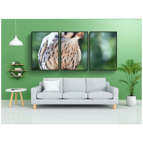 фото Набор модулных постеров для интерьера "сокол, baby, ящер" 60x90 см. в тубусе, без рамки lotsprints