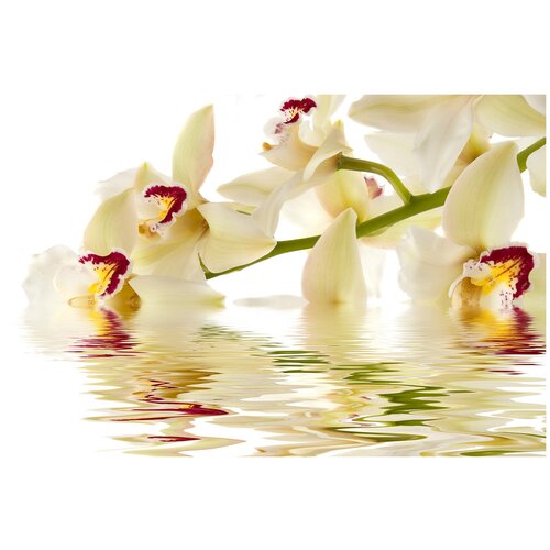 Фотообои Уютная стена Красивая орхидея с отражением в воде 400х270 см Виниловые Бесшовные (единым полотном)