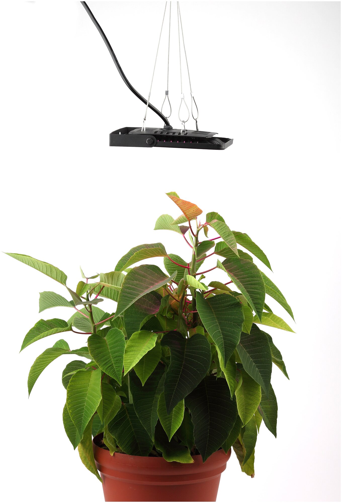 Фитопрожектор для растений светодиодный ЭРА FITO-50W-LED-BLUERED для цветения и плодоношения 50Вт красно-синего спектра - фотография № 5
