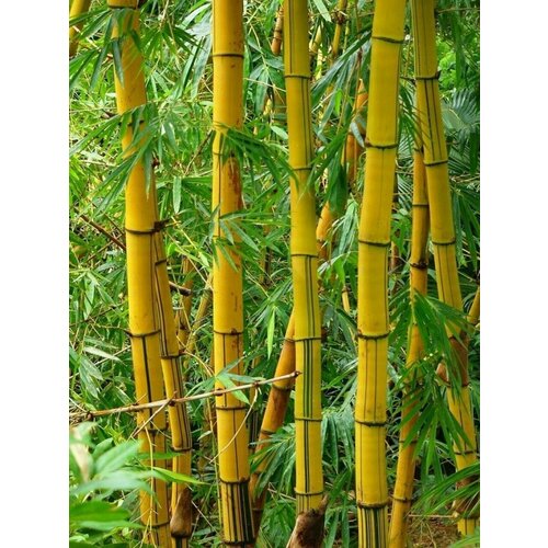 Семена Бамбук тростниковый (Bambusa arundinacea), 10 штук молиния arundinacea fontane