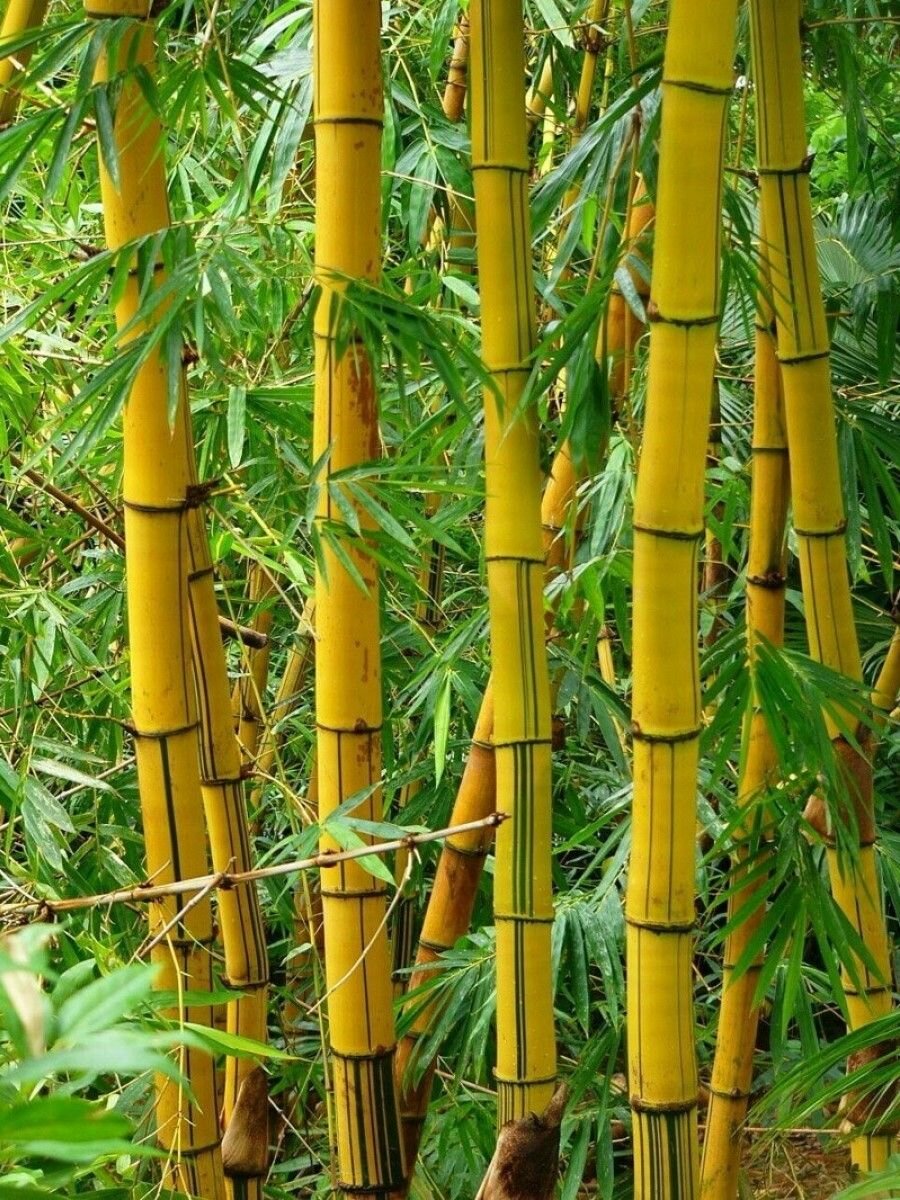 Семена Бамбук тростниковый (Bambusa arundinacea), 10 штук