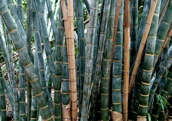 Калькуттский бамбук - прямой бамбук (лат. Dendrocalamus strictus) семена 25шт + подарочек