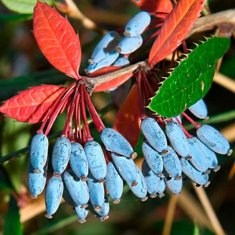 Барбарис Юлианы (лат. Berberis Jlianae) семена 10шт + подарочные семена