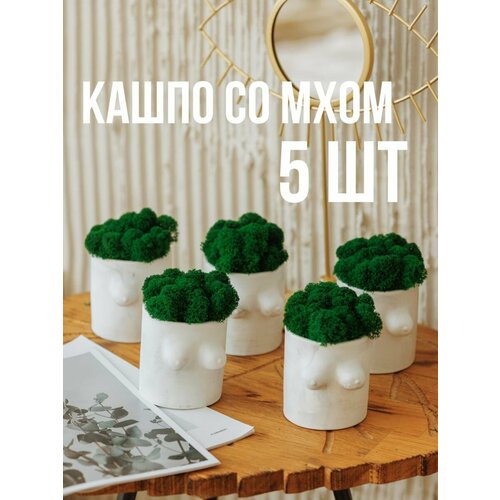 Кашпо и мох стабилизированный