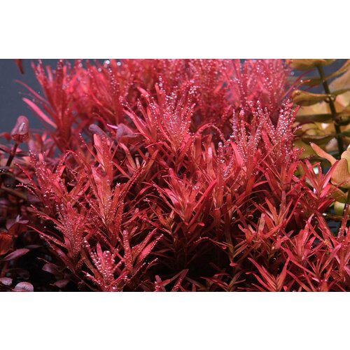 Растение аквариумное живое Ротала Реддиш (Rotala Reddish) 2 веточки