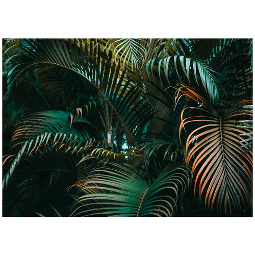 Листья пальмы - Виниловые фотообои, (211х150 см)