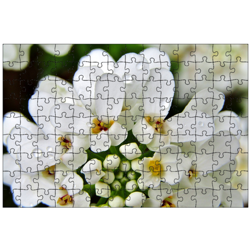 фото Магнитный пазл 27x18см."подушка цветок, белые почвопокровные, каменный сад цветок" на холодильник lotsprints