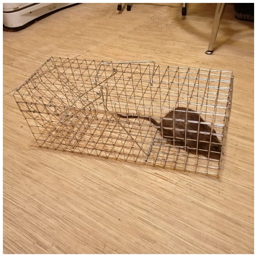 Живоловка для грызунов и крыс Клетка Макси Плюс (48см) - фотография № 2