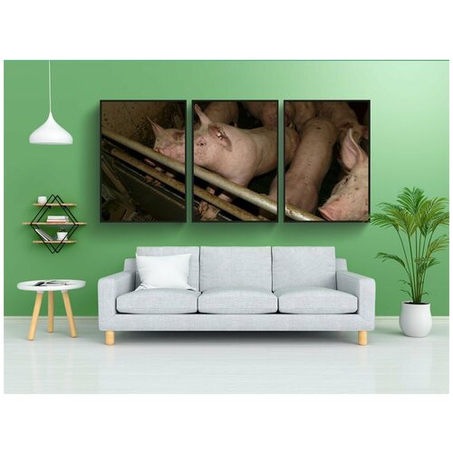 фото Набор модулных постеров для интерьера "поросенок, свинья, молодой" 60x90 см. в тубусе, без рамки lotsprints