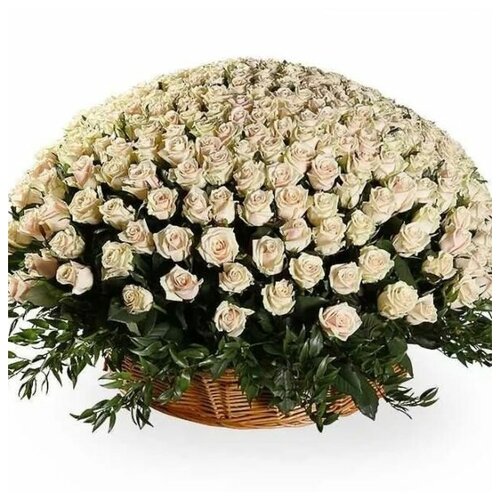 Цветы живые букет из 151 кремовой розы Талея в плетеной корзине