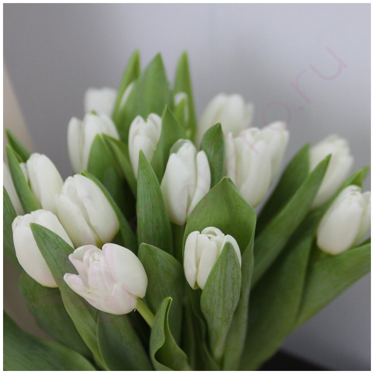Цветы живые букет из 15 белых тюльпанов с атласной лентой
