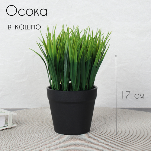 Цветочная композиция Осока в кашпо 17 см
