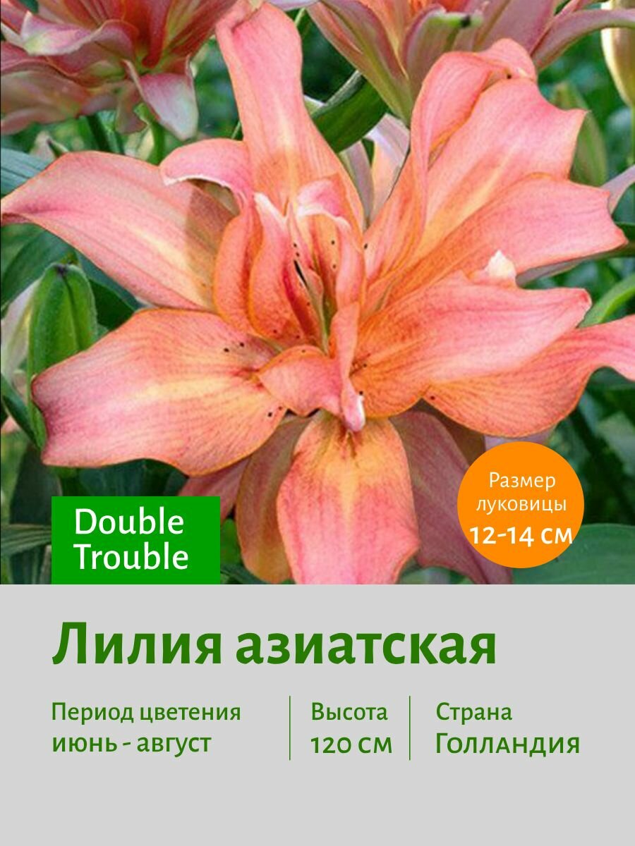 Лилия азиатская Дабл Трабл (Double Trouble) луковицы 3 шт 12/14 сотка