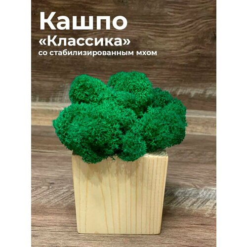 Декоративное кашпо со мхом