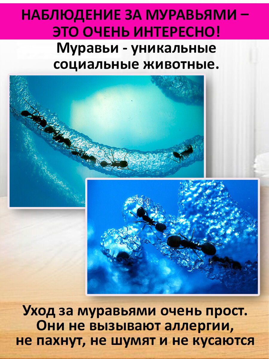 Муравьиная ферма, размер 12 см x 12 см x 12 см, домик для муравьев