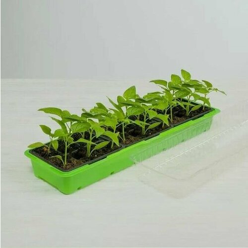 Парник на подоконник LISTOK 18 ячеек 509₽