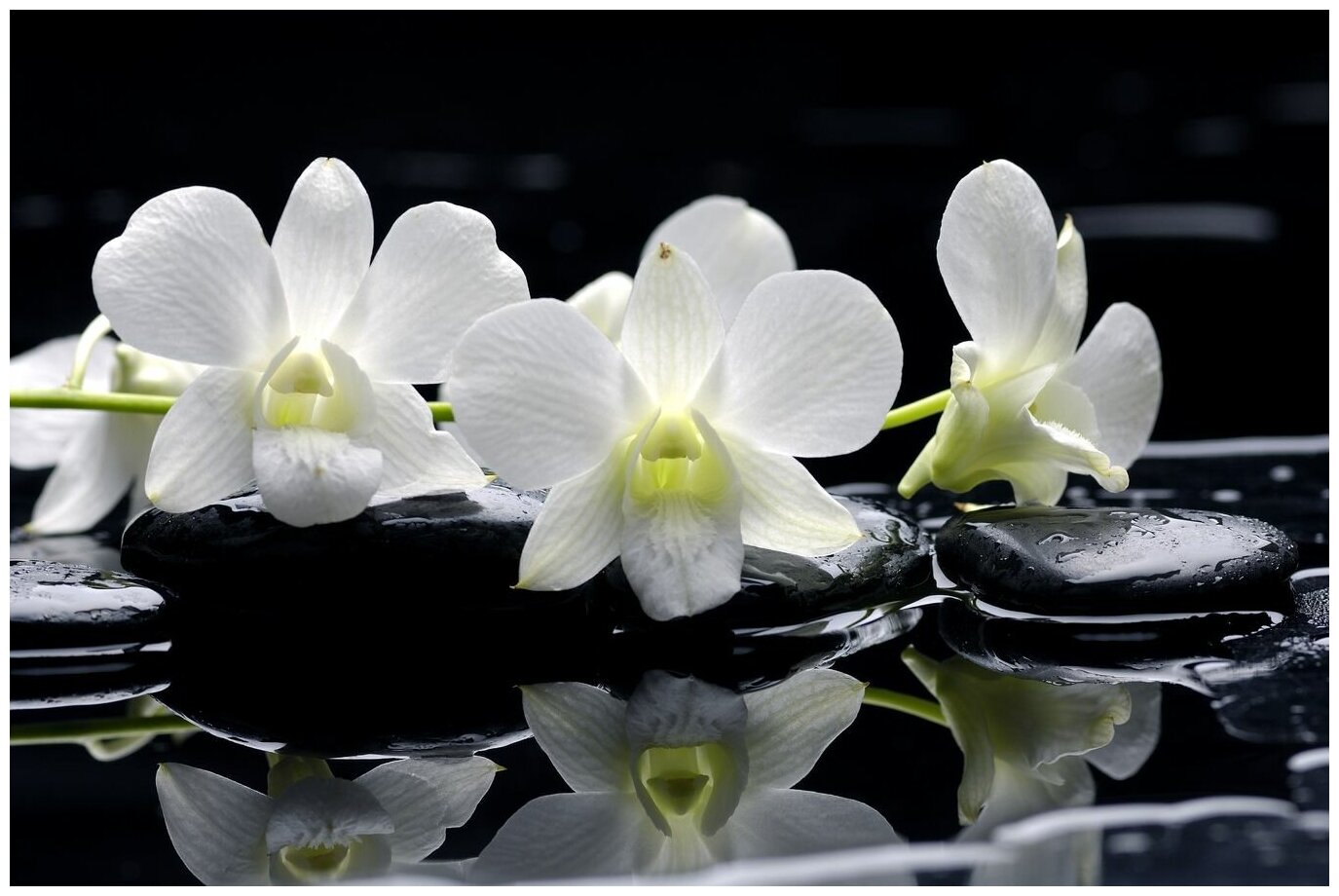 Фотообои Уютная стена "Композиция с прекрасными орхидеями" 410х270 см Бесшовные Премиум (единым полотном)