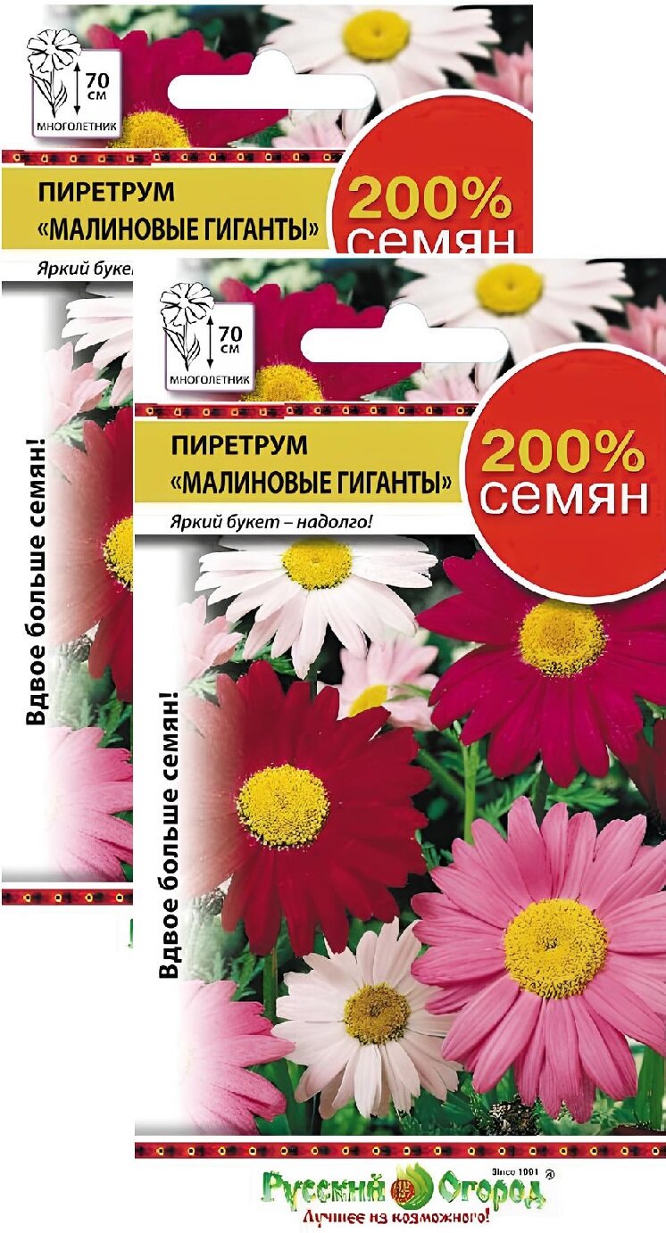 Пиретрум Малиновые гиганты (04 г) 2 пакета