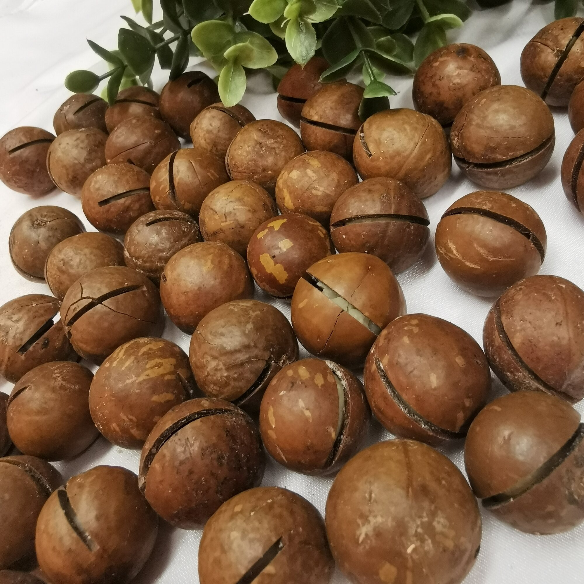Орех макадамия Premium Walnut, 500гр, в скорлупе, с ключом - фотография № 4