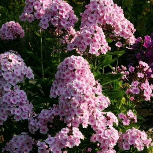 Флокс метельчатый Брайт Айс искусственные цветы флокс светло розовый 75 см