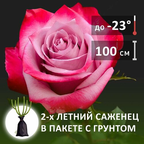 Саженцы роз Дип Перпл