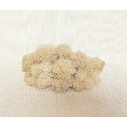 Ягель стабилизированный Слоновая кость от Norwegian Wood 429₽