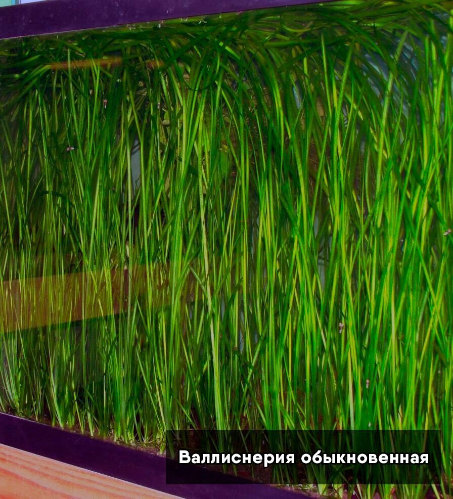 Валлиснерия обыкновенная. Живое растение для аквариума(5шт)