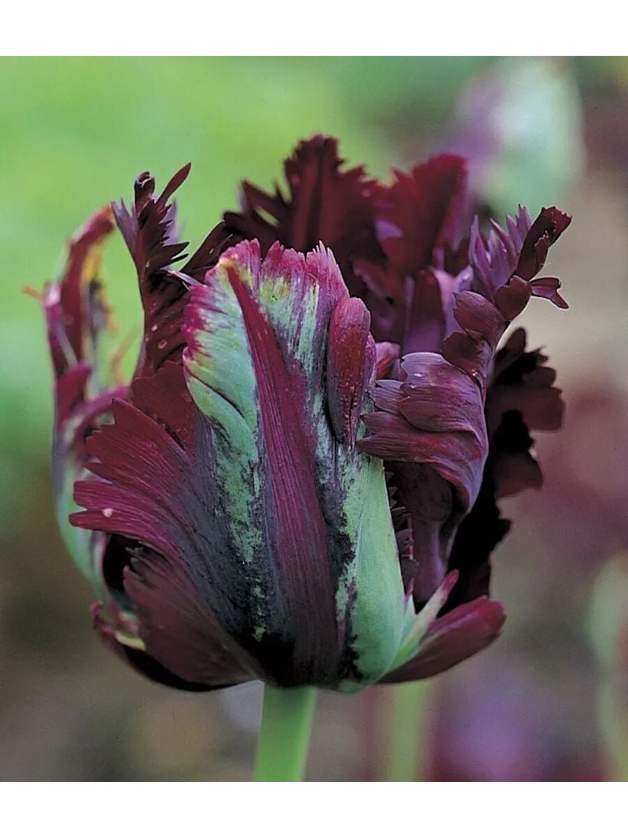 Тюльпан попугайный Блэк Пэрот 3 луковицы