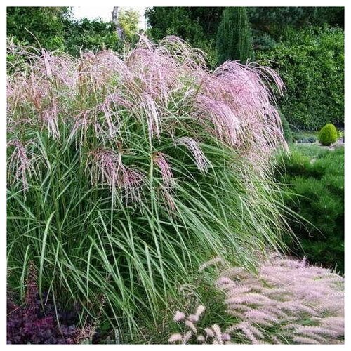 Мискантус китайский (лат. Miscanthus sinensis) семена 25шт + подарочек мискантус зебринус китайский