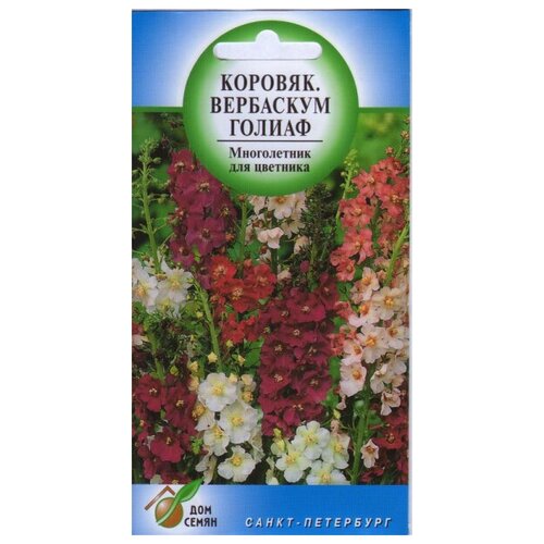 Коровяк многолетний Вербаскум Голиаф, 300 семян вербаскум коровяк костволд квин