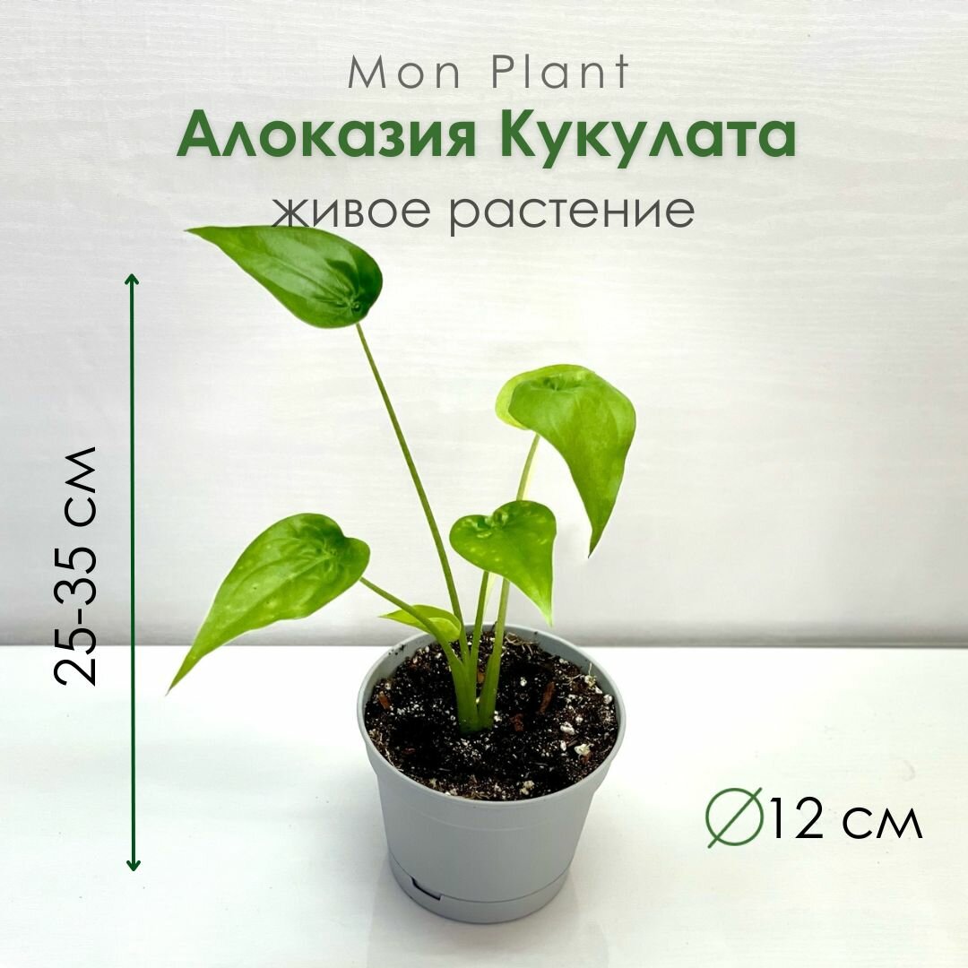 Алоказия Кукулата (Alocasia cucullata) живое комнатное растение в горшке 12 см