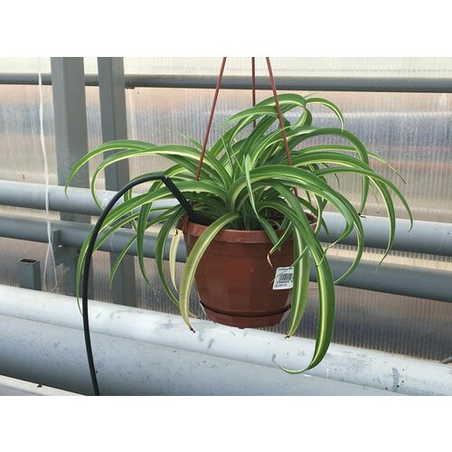 Растение Хлорофитум 35 см в ассортименте