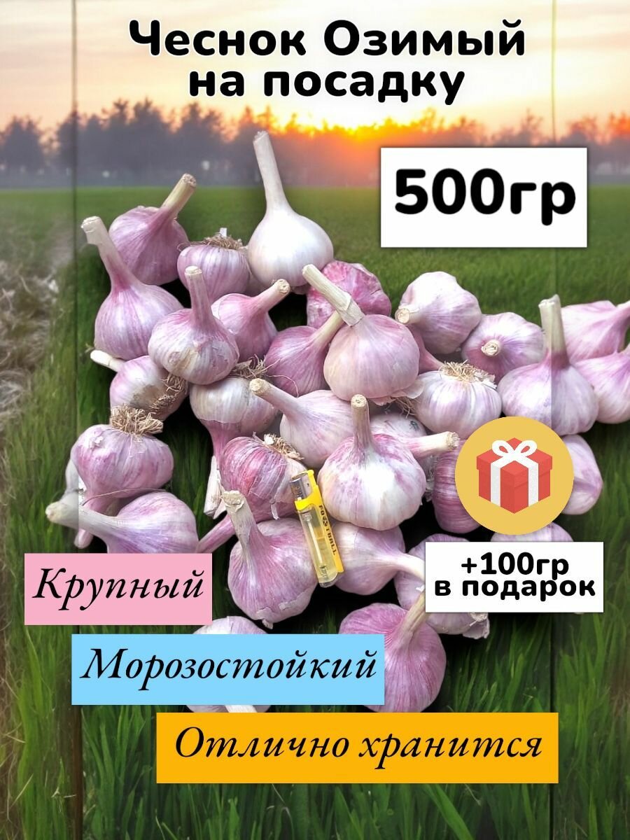 Чеснок на посадку озимый / Сорт отборный морозостойкий / Добрыня для посадки осенью 05 кг