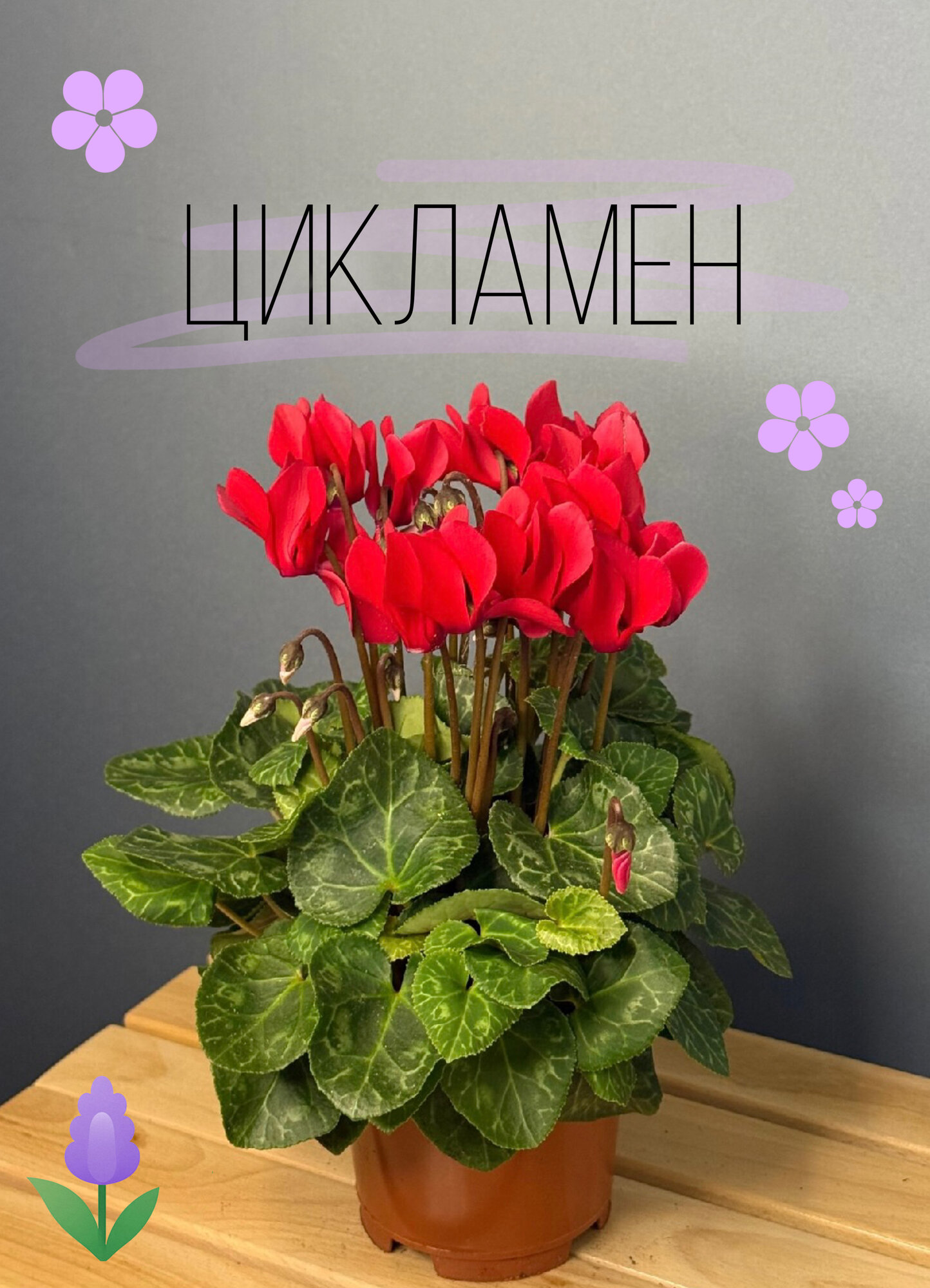Цикламен персидский красный Cyclamen persicum) — яркий акцент с утончёнными цветами